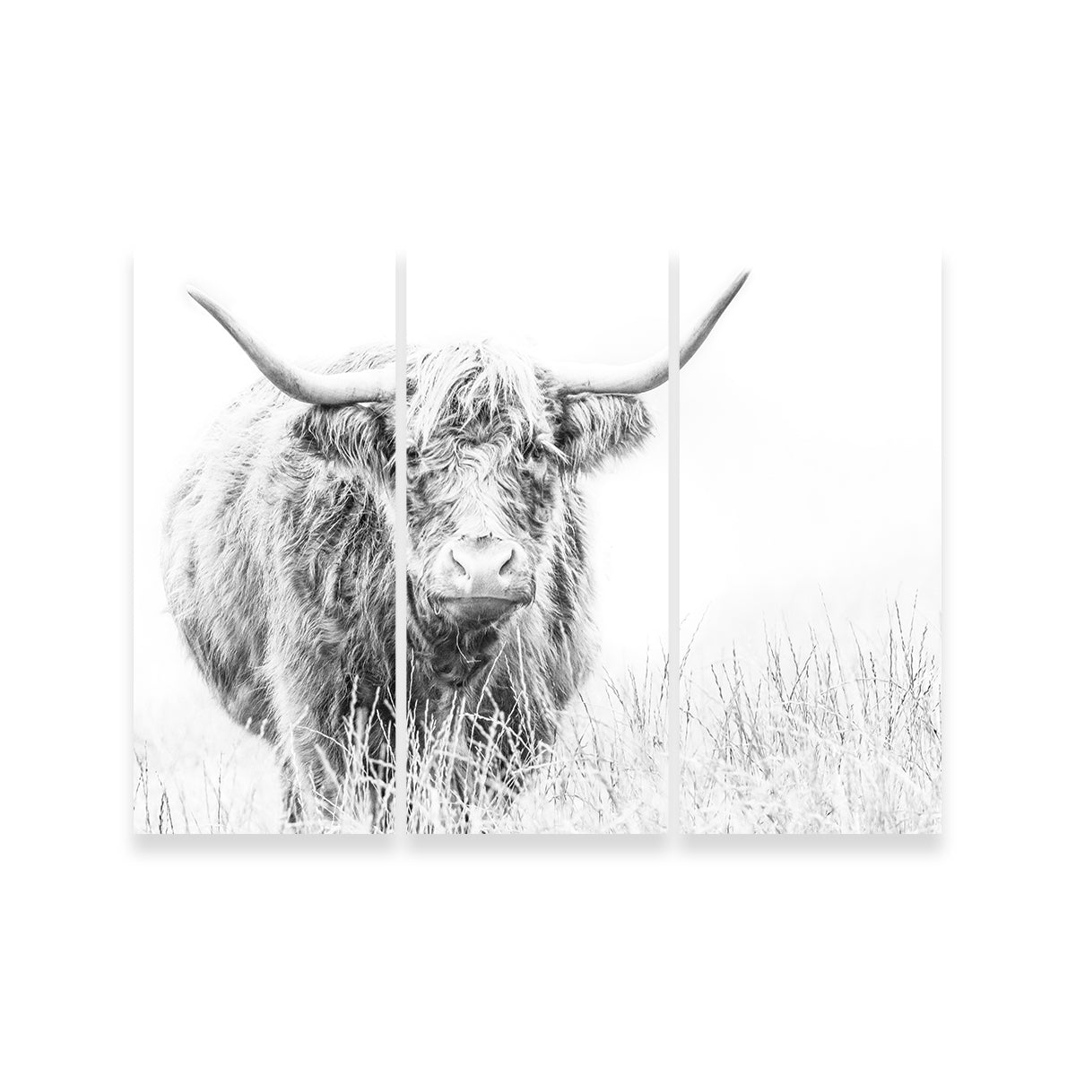 Stunning Highland Cow Wall Art on White Canvas