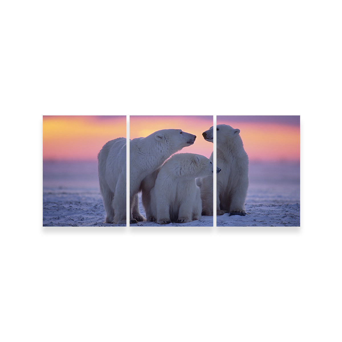 Stunning Polar Bear Family - Canadian Arctic Wall Art for Your Home Decor