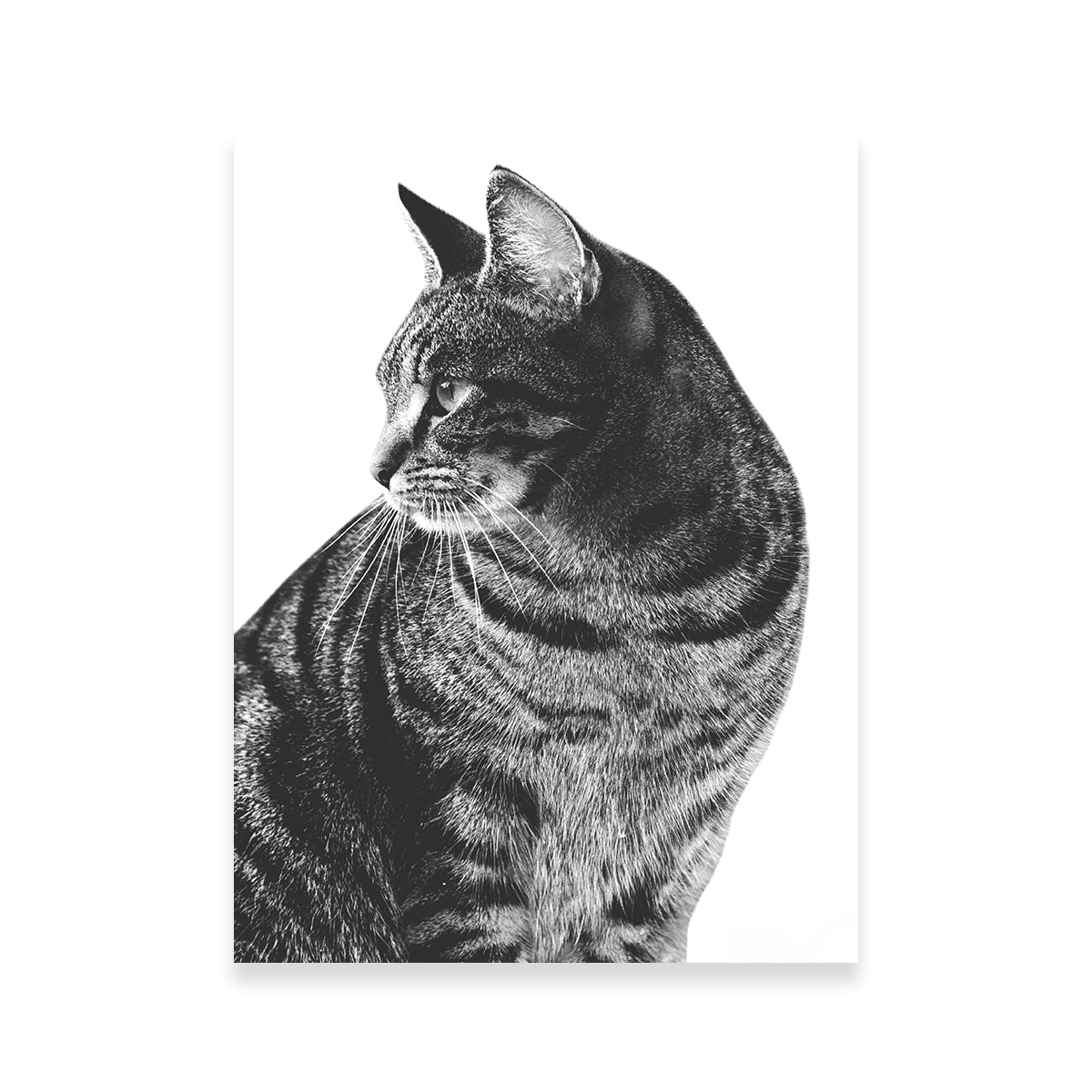 Stunning Cat Glance Wall Art by Lawisi