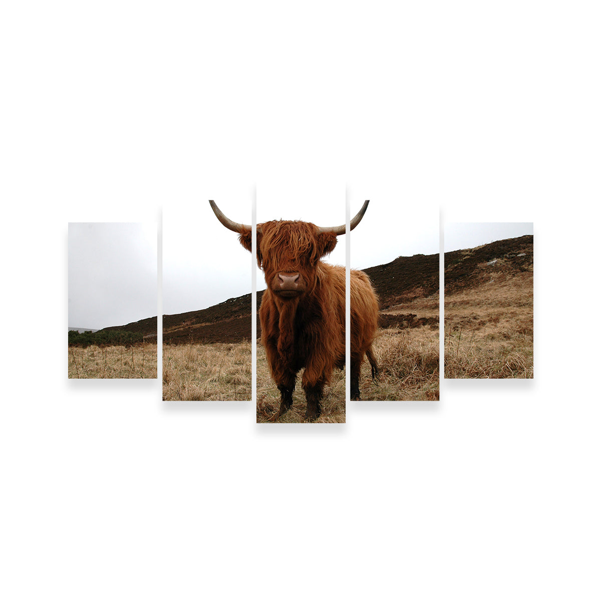Gorgeous Highland Cow Wall Art Inspired by Northern Scotland