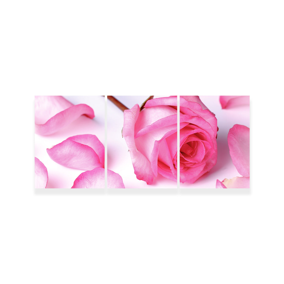 Gorgeous Pink Rose Petals for Decoration