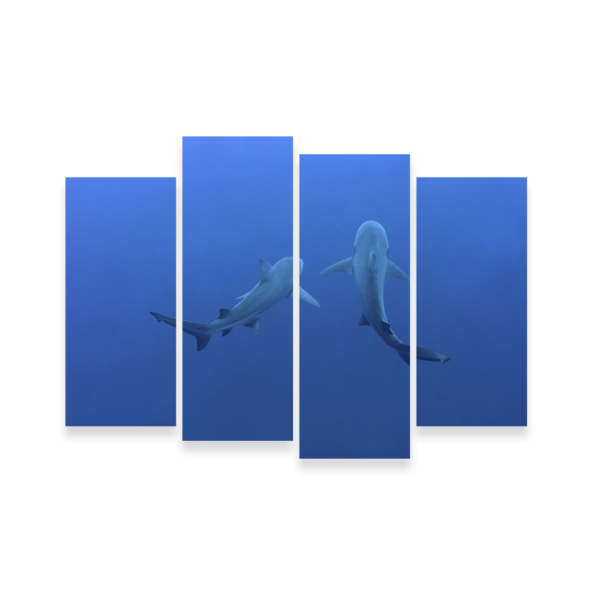 Stunning Shark Mates Wall Art - Museum Quality Decor