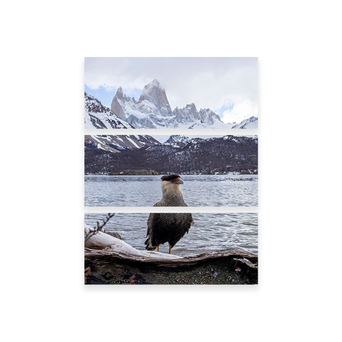 Stunning Carcará and Fitz Roy Art Prints by Sofia Leite Fonseca