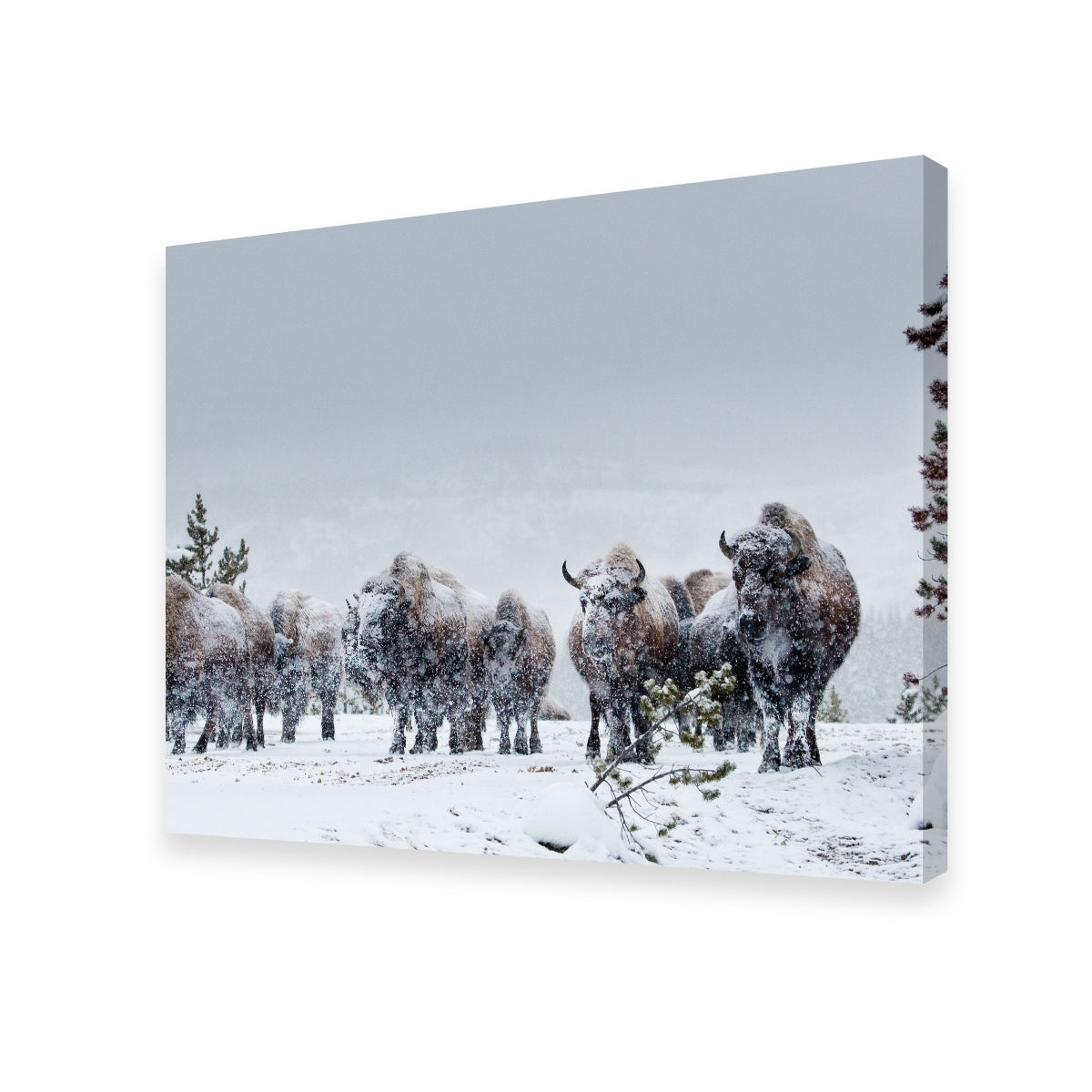 Stunning American Bison in Winter Snow Wall Art for Your Home Decor