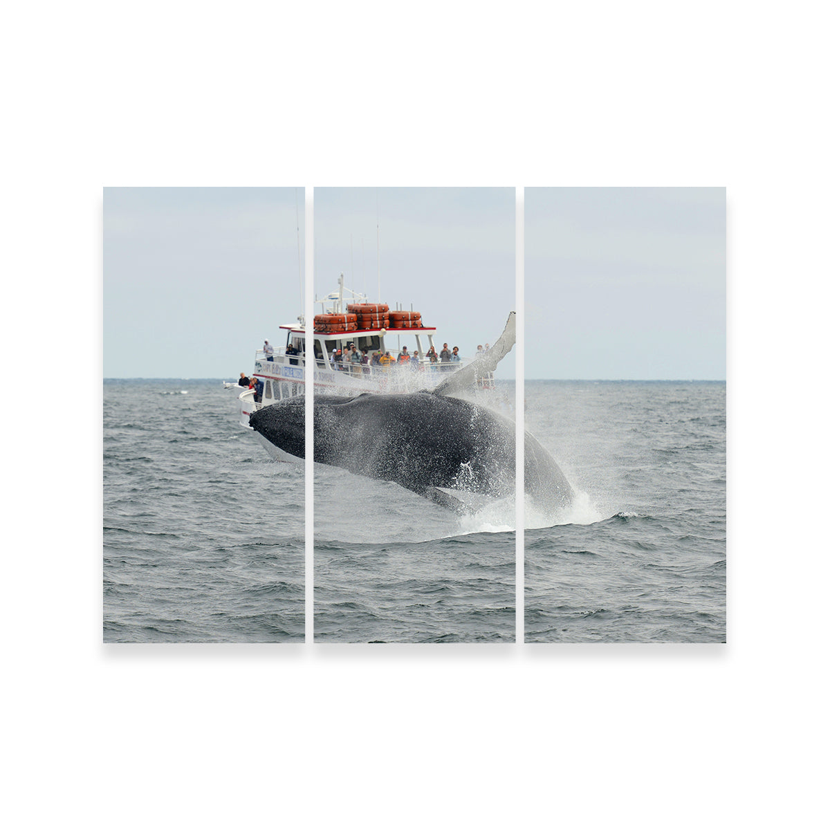 Stunning Humpback - Cape Cod Wall Art for Your Home Decor