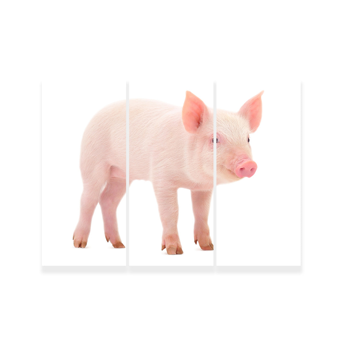 Adorable Baby Pig Canvas Print