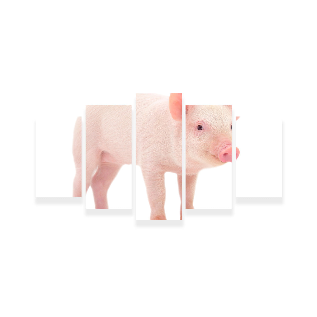Adorable Baby Pig Canvas Print