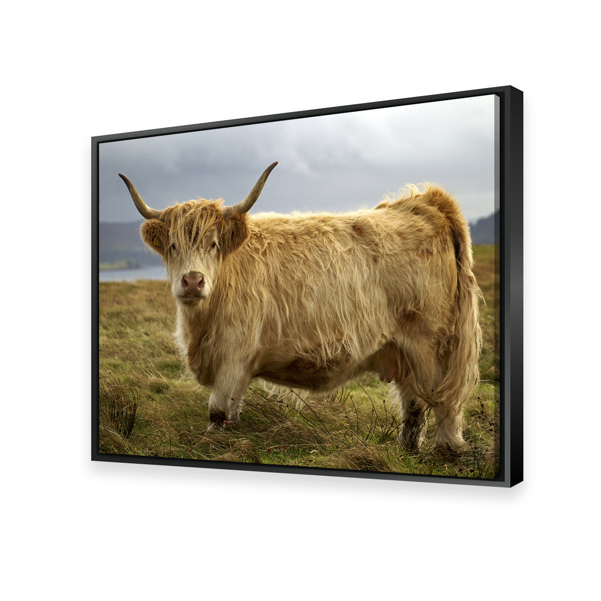 Charming Highland Cow Countryside Wall Art for Stunning Home Decor