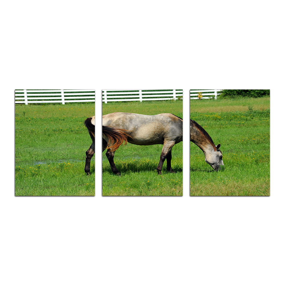 Stunning Arkansas Horse Grazing Wall Art for Home Decor
