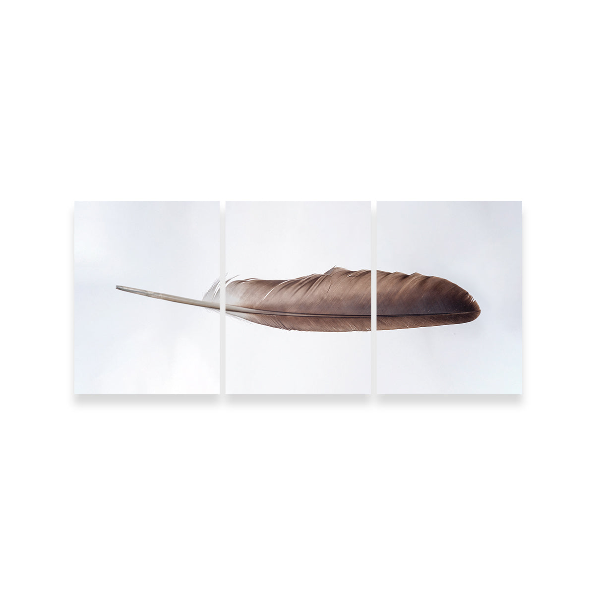 Stunning Bald Eagle Feather Wall Art for Your Home Decor