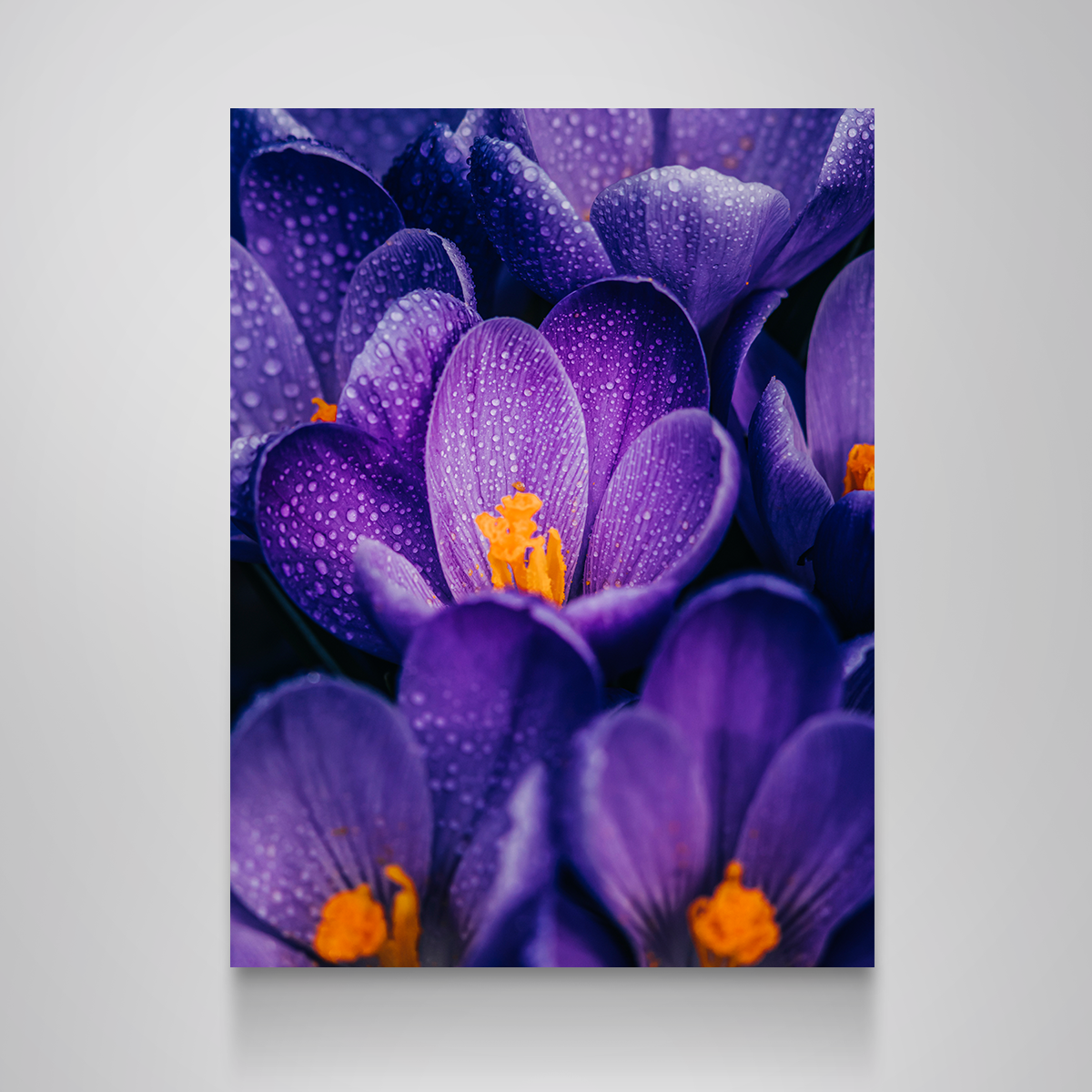 Gorgeous Purple Pollen Wall Art by Manuel Luces