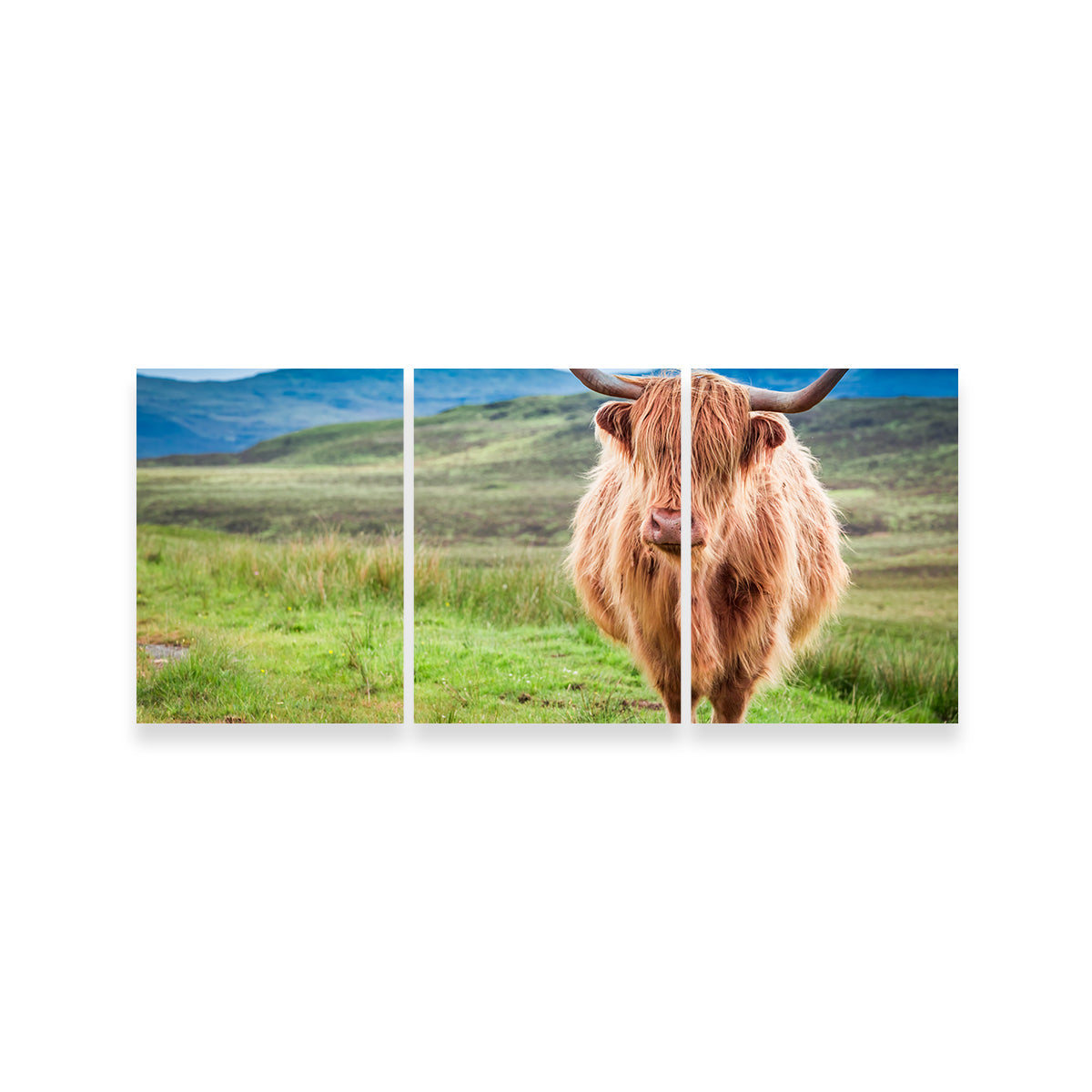 Charming Highland Cow in Isle of Skye Wall Art for Stunning Decor