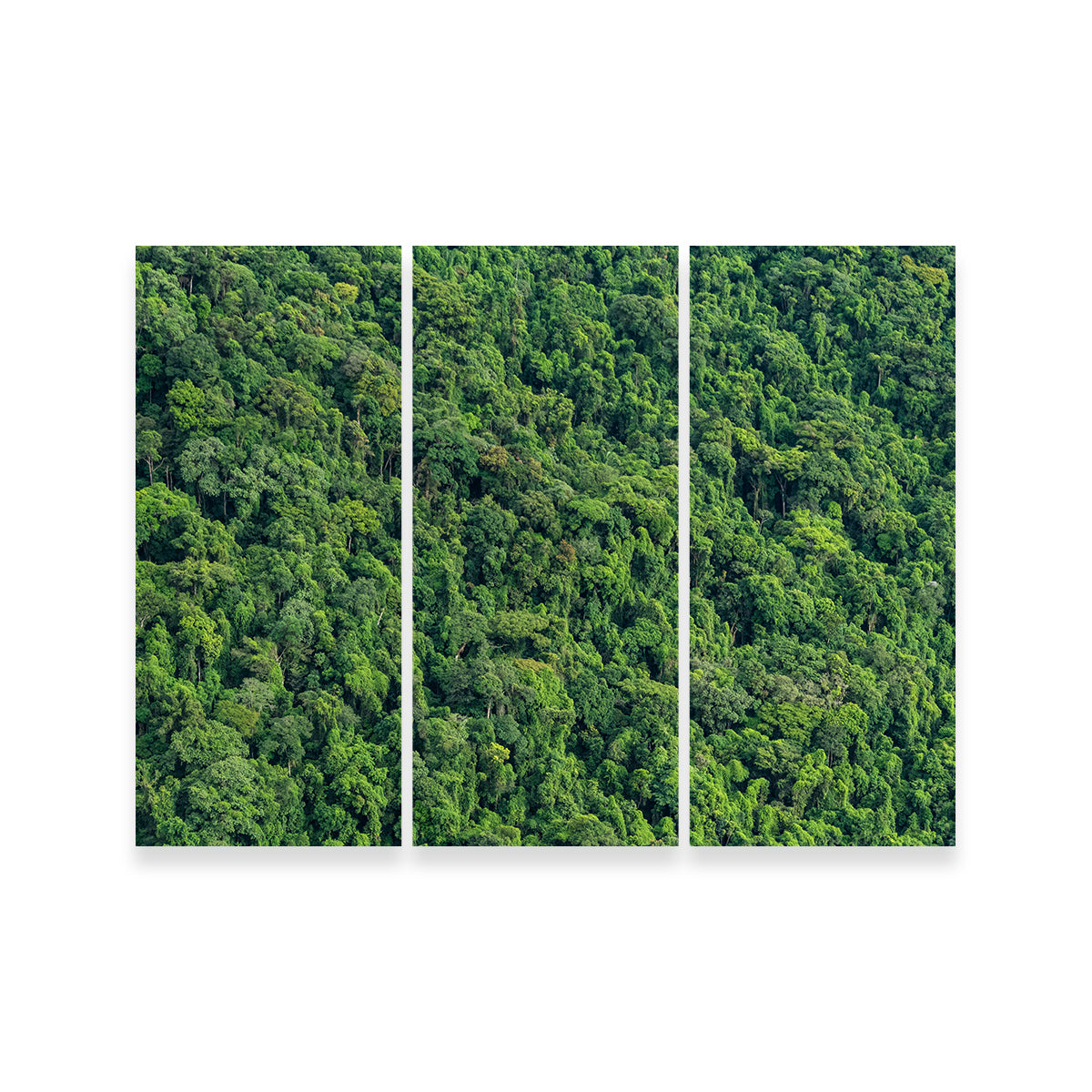 Stunning Atlantic Forest Wall Art by Sofia Leite Fonseca