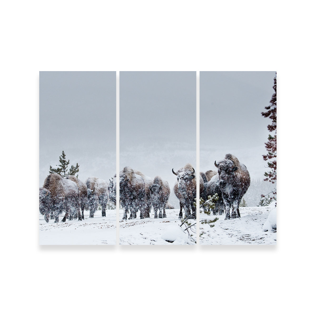 Stunning American Bison in Winter Snow Wall Art for Your Home Decor