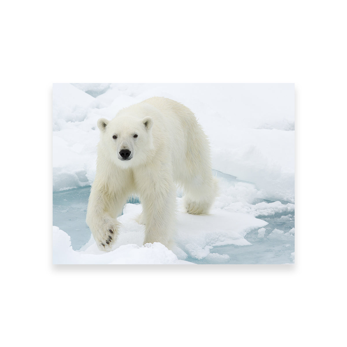 Exquisite Polar Bear Wall Art for Stunning Home Decor