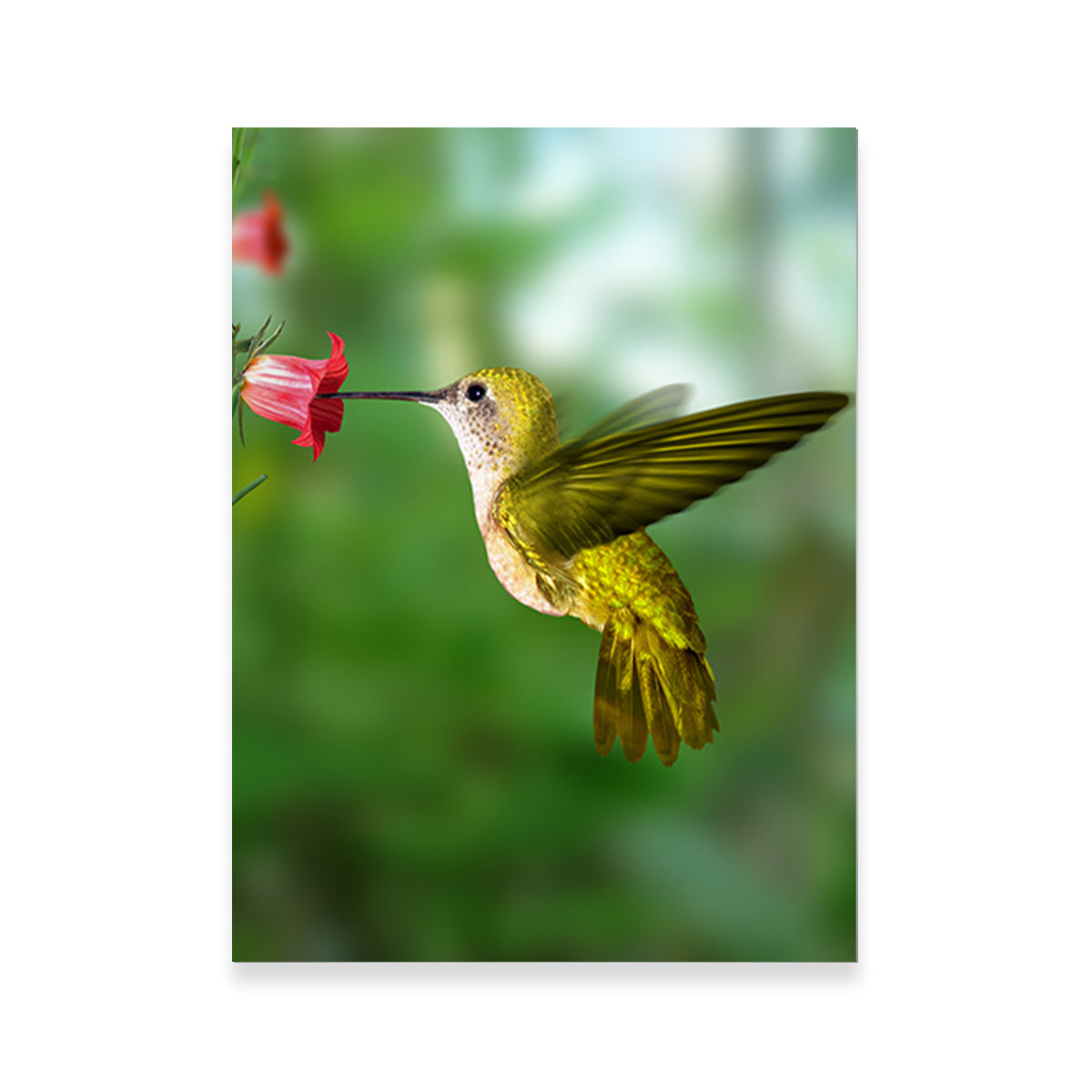 Stunning Hummingbird Flying Wall Art for Your Home Decor