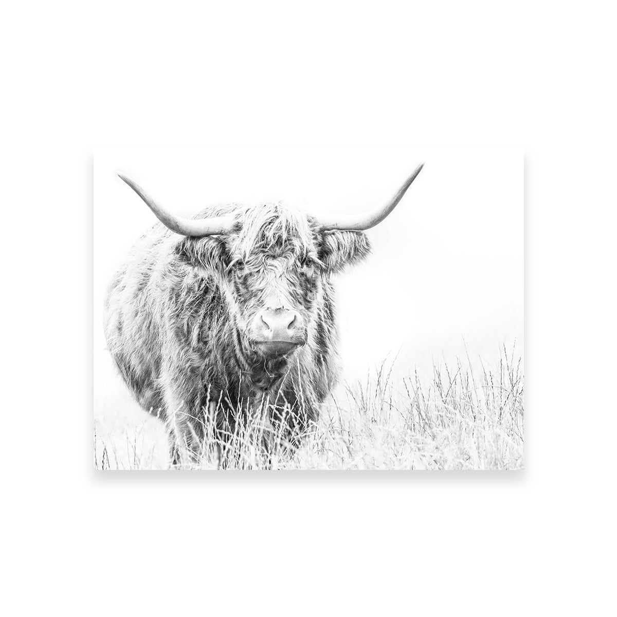 Stunning Highland Cow Wall Art on White Canvas