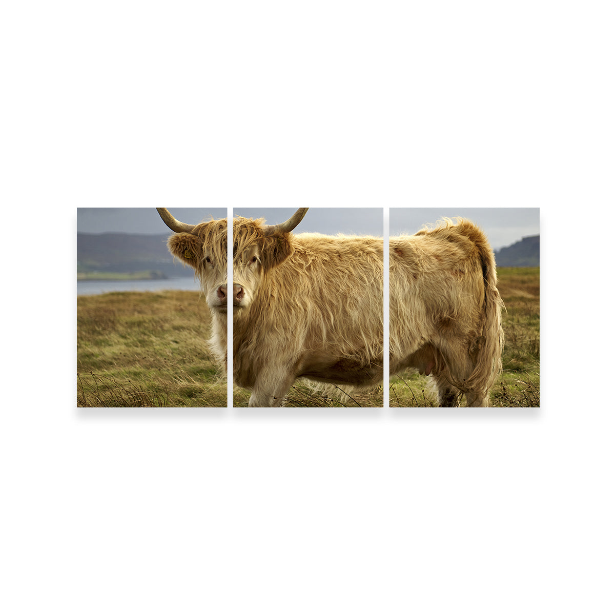 Charming Highland Cow Countryside Wall Art for Stunning Home Decor