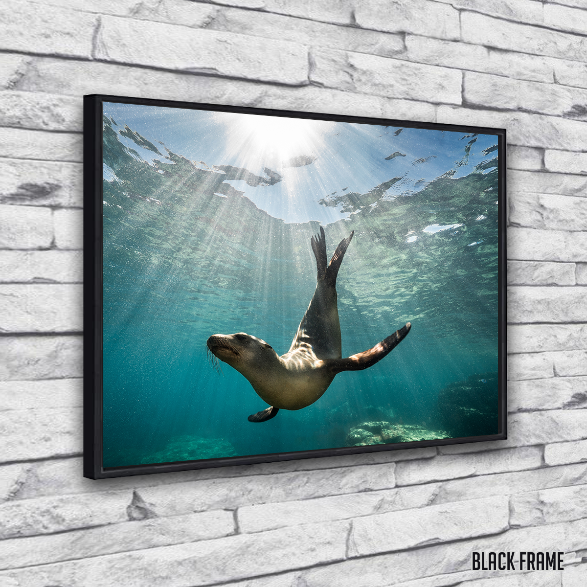 Stunning California Sea Lion Wall Art for Your Home Decor