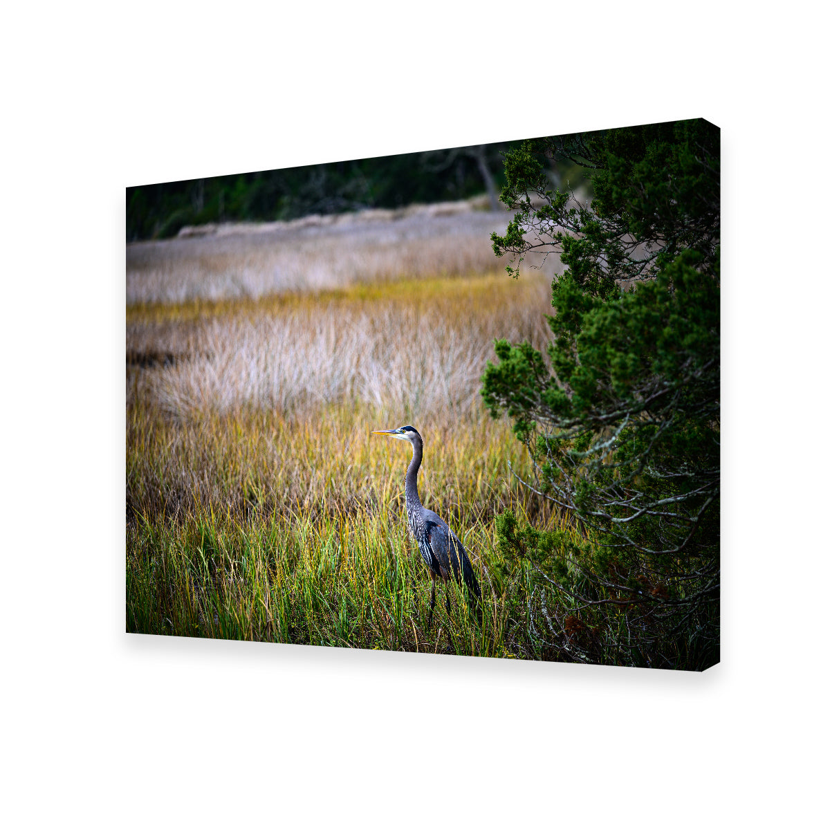 Stunning Heron Jekyll Island Wall Art by Barry Pack
