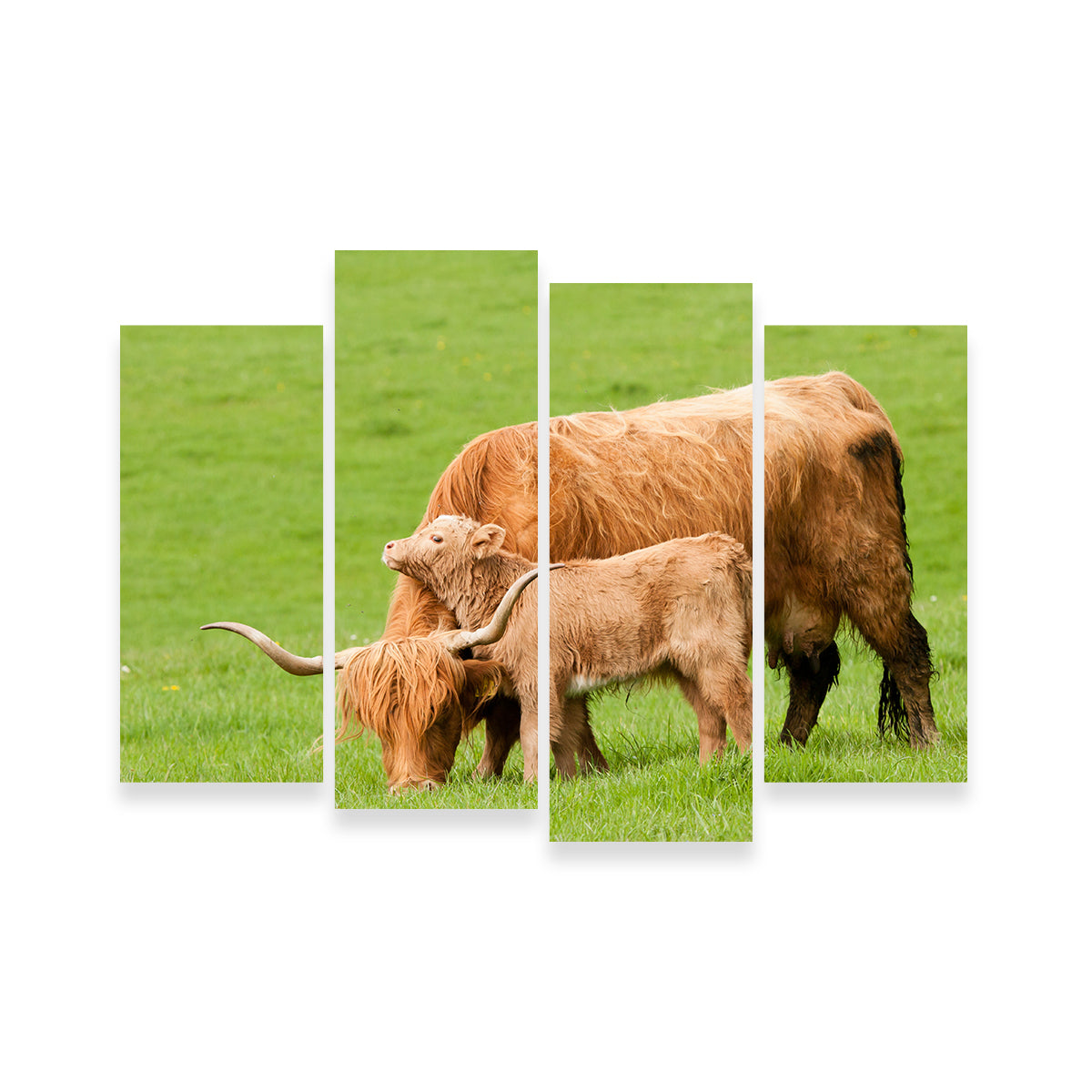 Charming Highland Cow with Adorable Loving Calf Wall Art for Stunning Home Decor