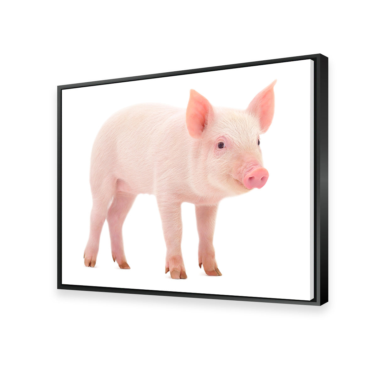 Adorable Baby Pig Canvas Print