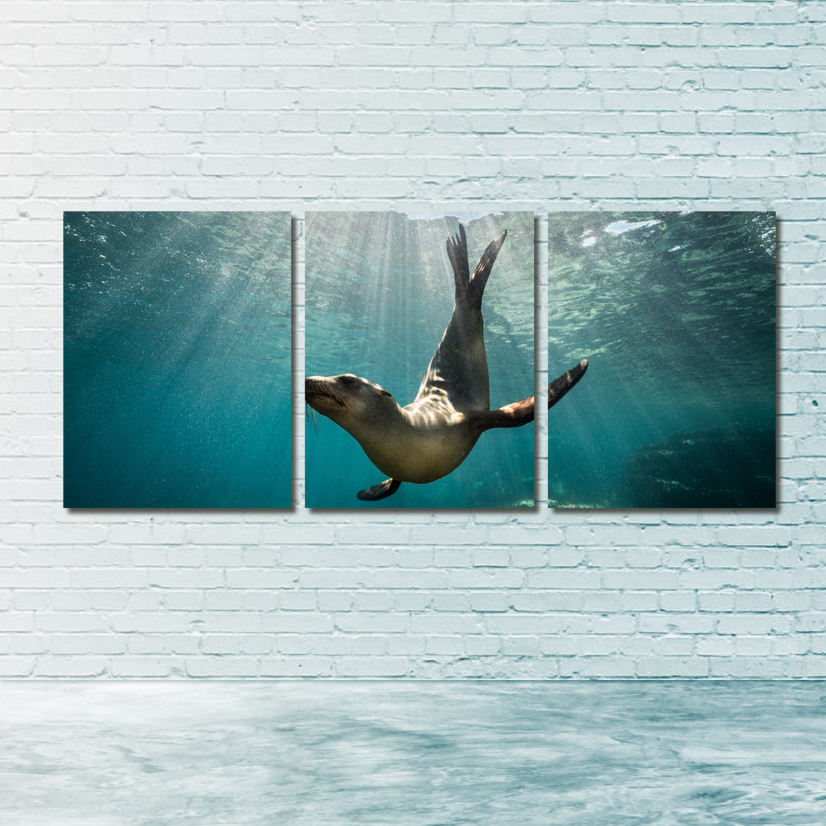 Stunning California Sea Lion Wall Art for Your Home Decor