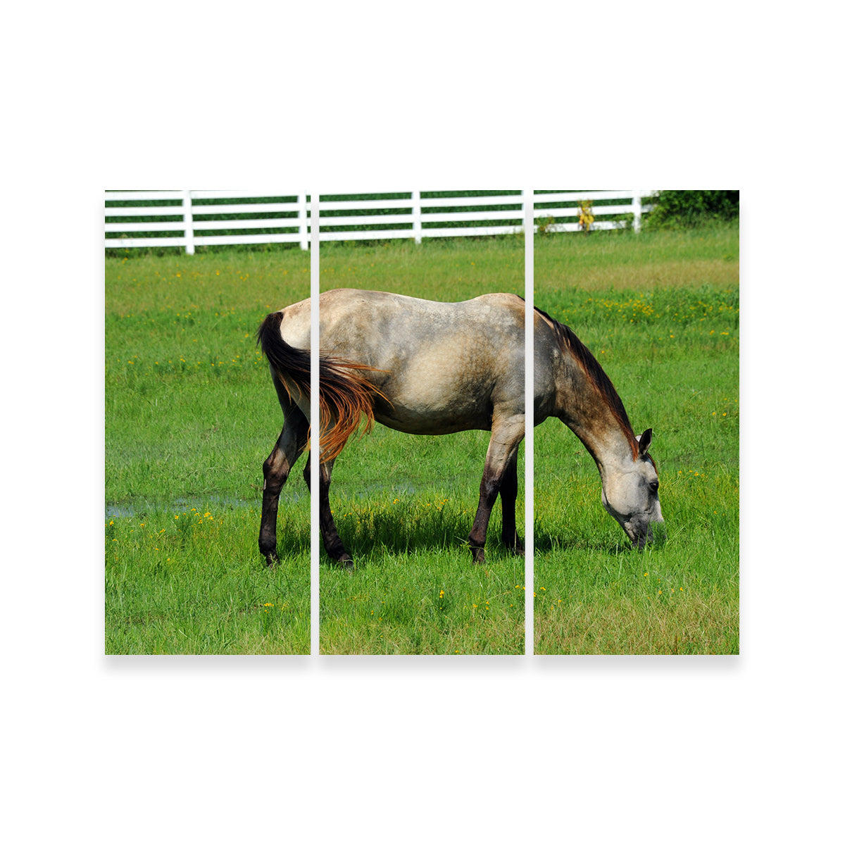 Stunning Arkansas Horse Grazing Wall Art for Home Decor