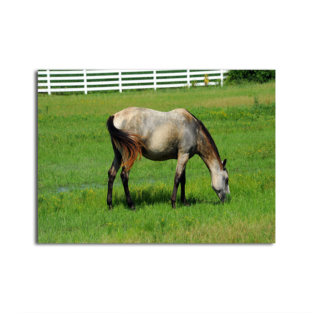 Stunning Arkansas Horse Grazing Wall Art for Home Decor