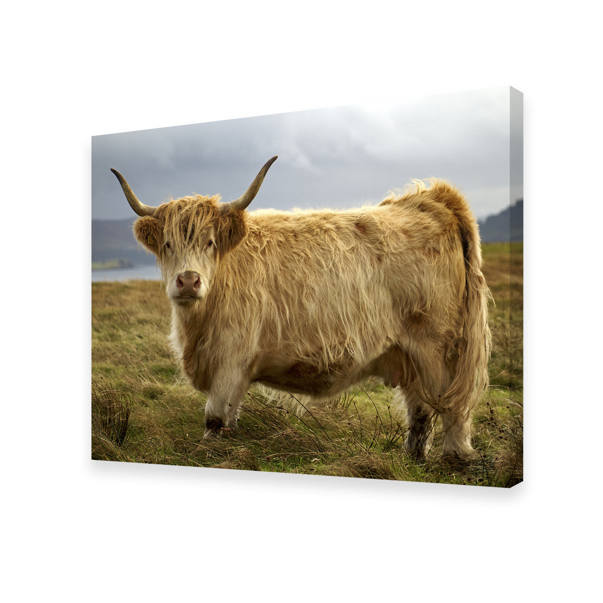 Charming Highland Cow Countryside Wall Art for Stunning Home Decor