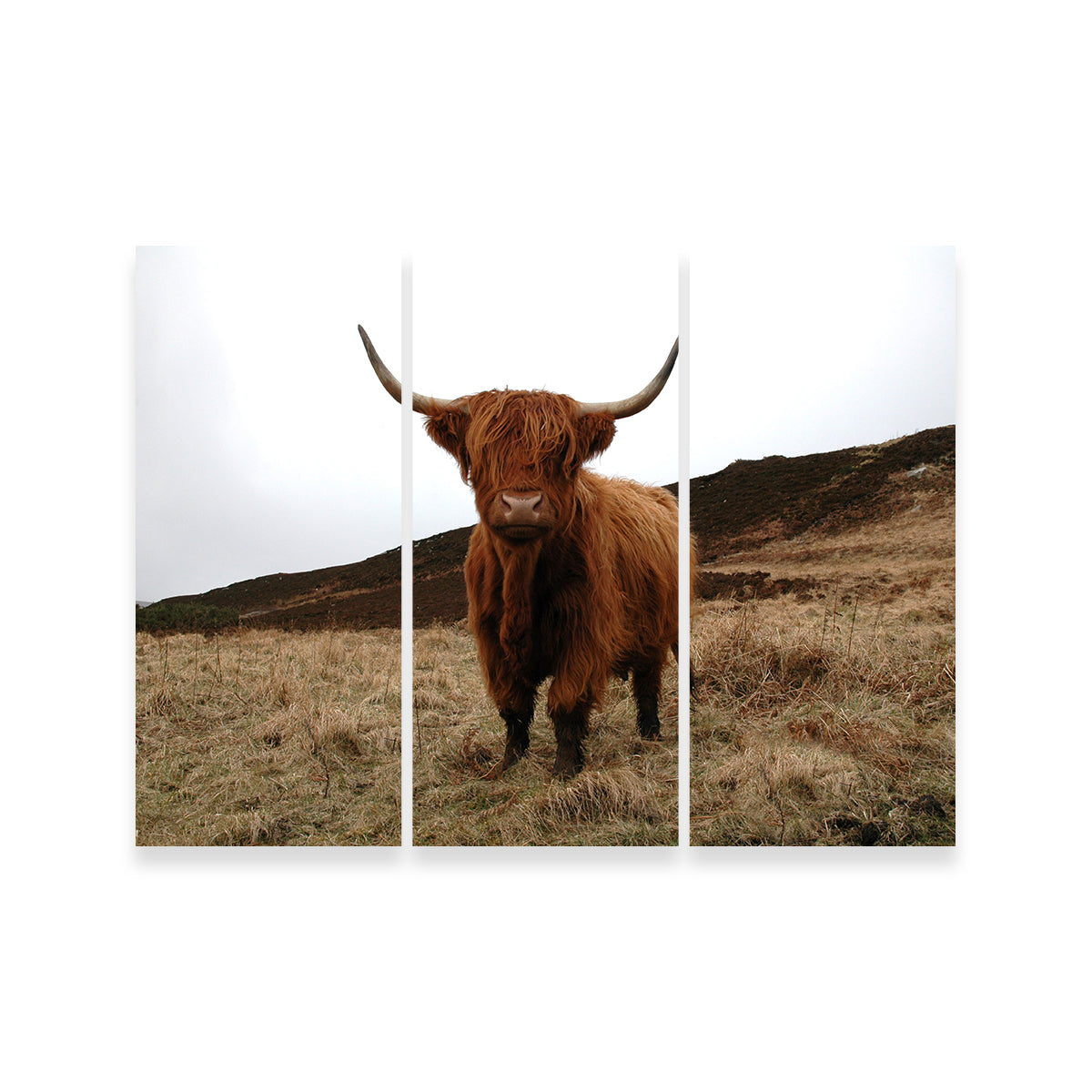 Gorgeous Highland Cow Wall Art Inspired by Northern Scotland