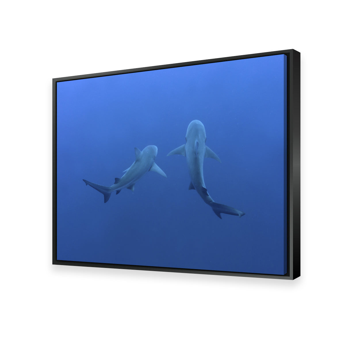 Stunning Shark Mates Wall Art - Museum Quality Decor