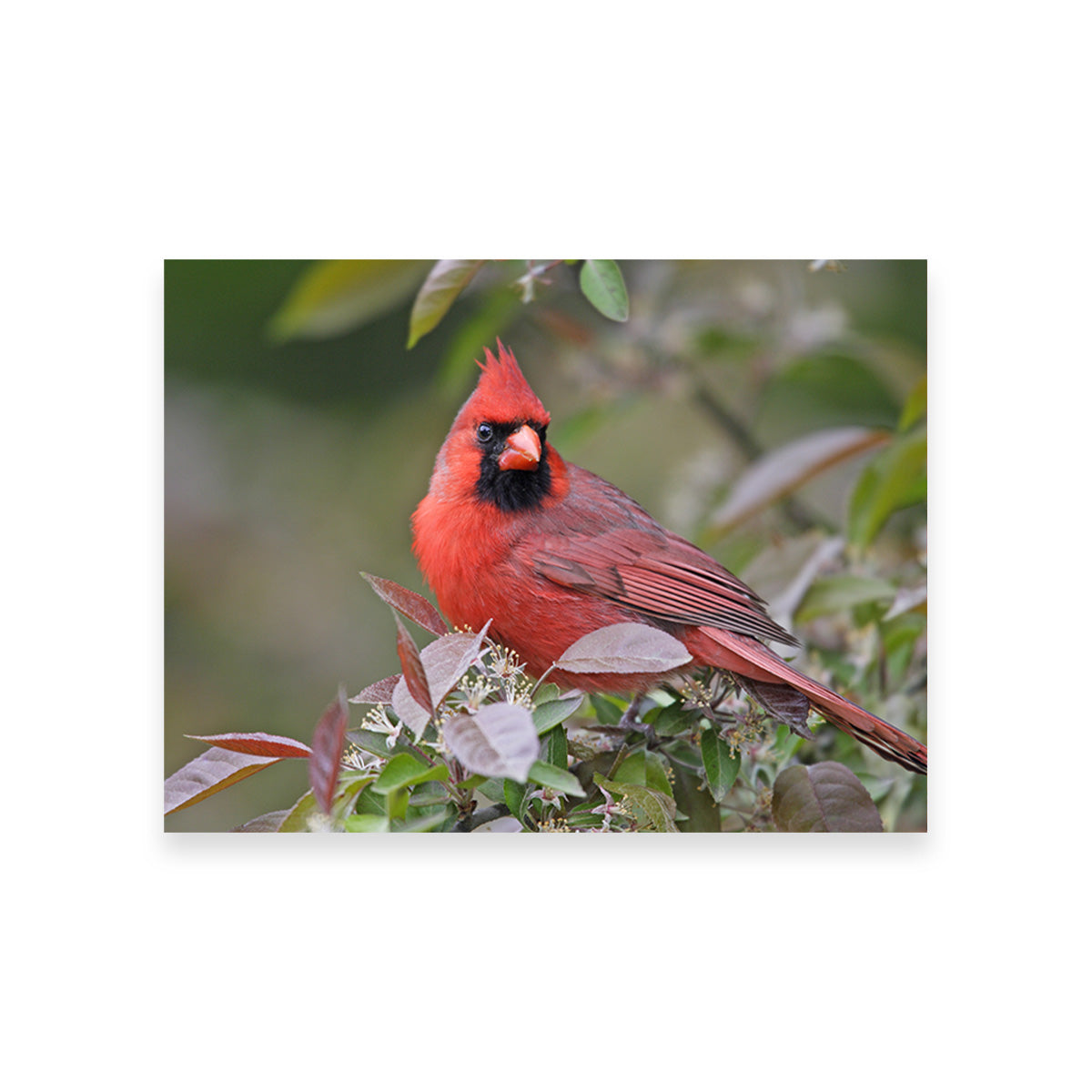 Exquisite Cardinal Perched Wall Art for Home Decor