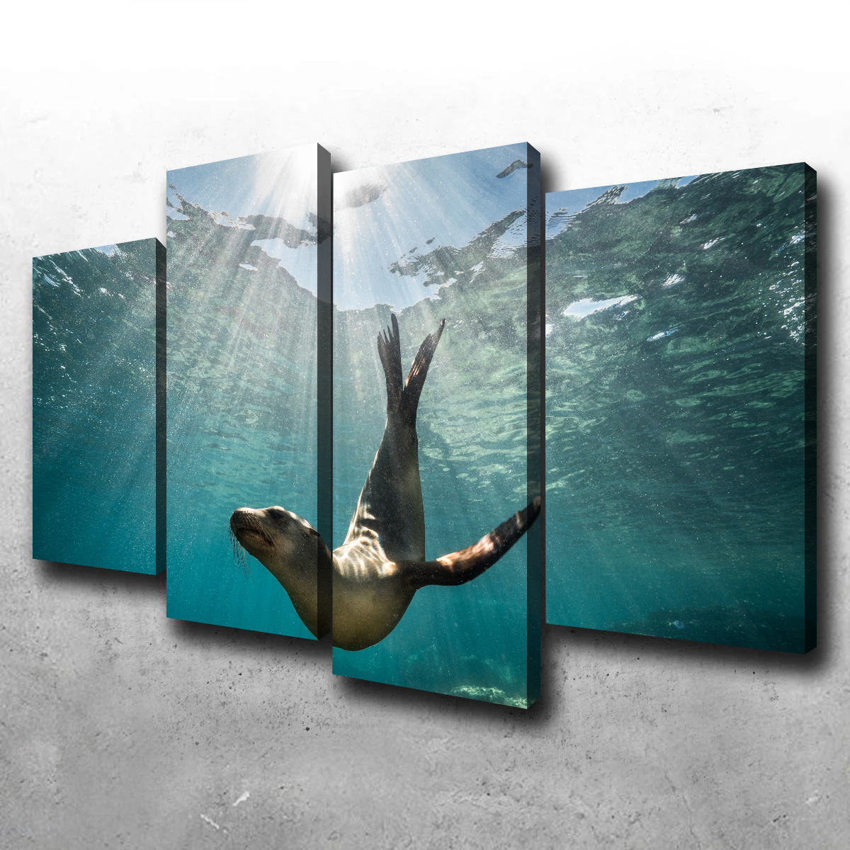 Stunning California Sea Lion Wall Art for Your Home Decor