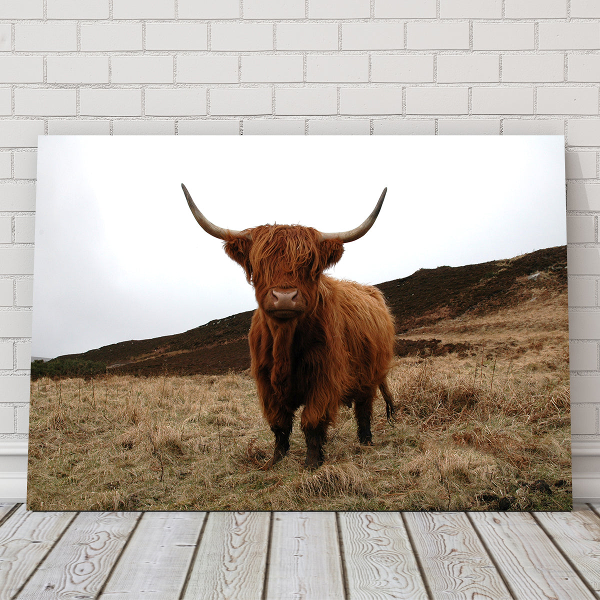 Gorgeous Highland Cow Wall Art Inspired by Northern Scotland