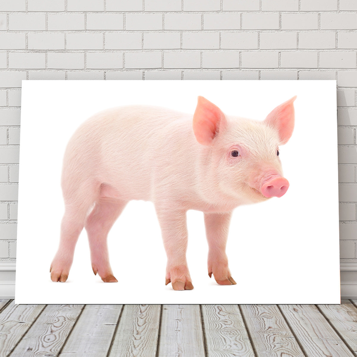 Adorable Baby Pig Canvas Print