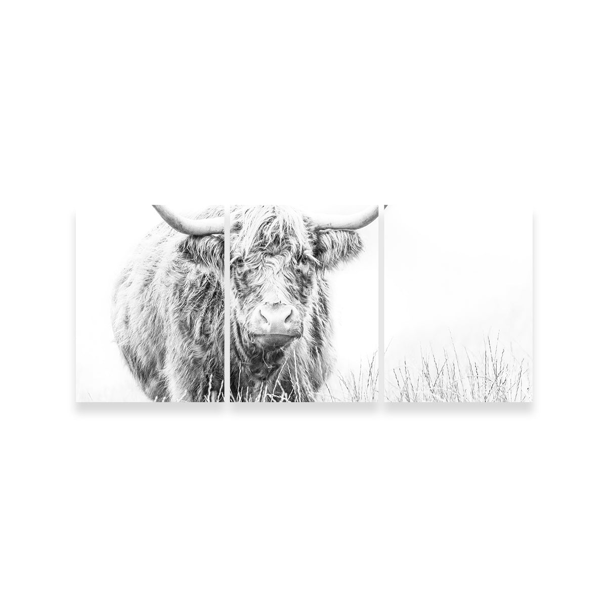 Stunning Highland Cow Wall Art on White Canvas