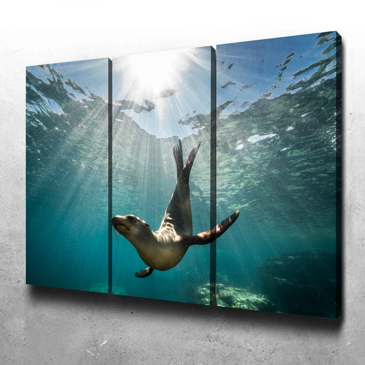 Stunning California Sea Lion Wall Art for Your Home Decor