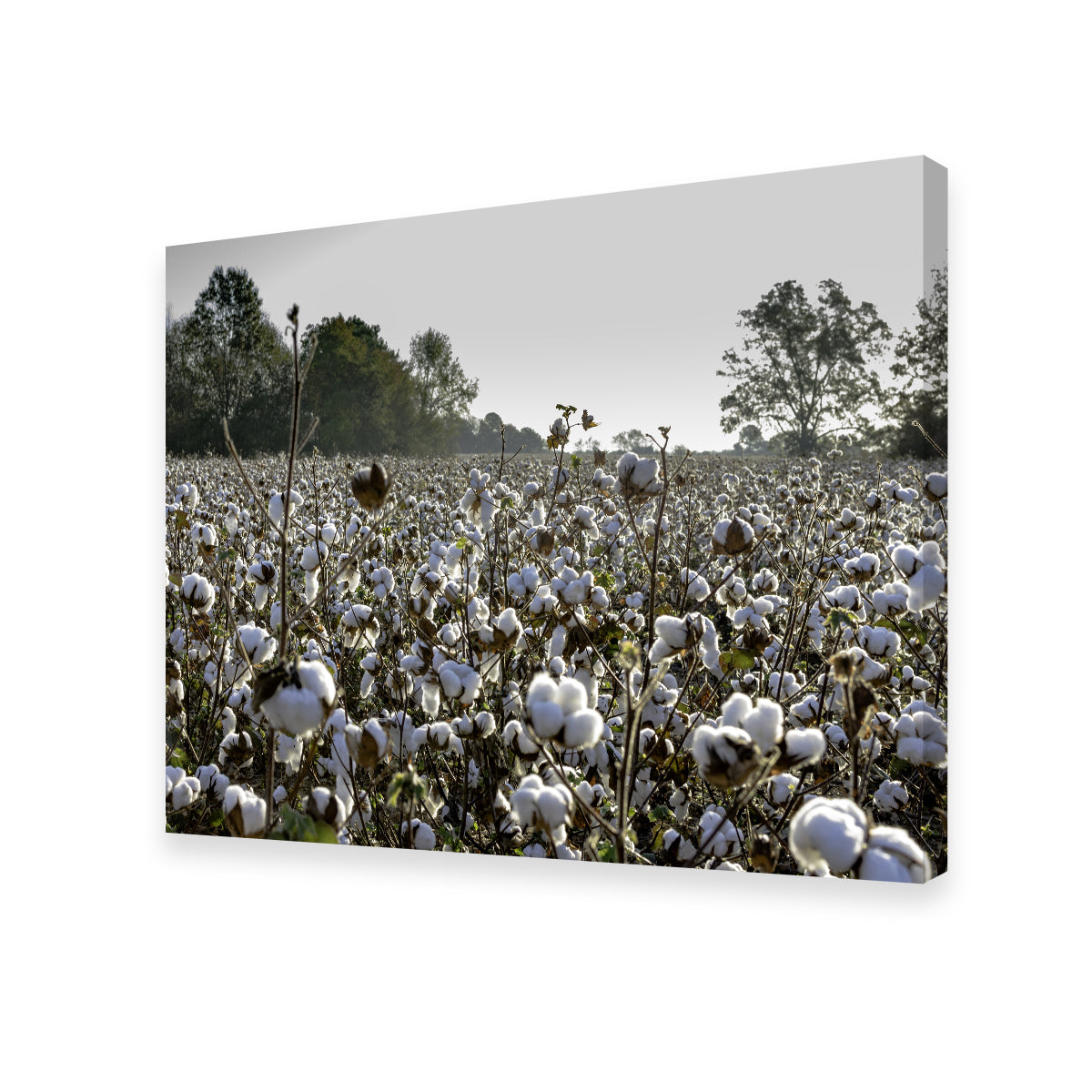 Stunning Alabama Cotton Field Wall Art for Your Home Decor