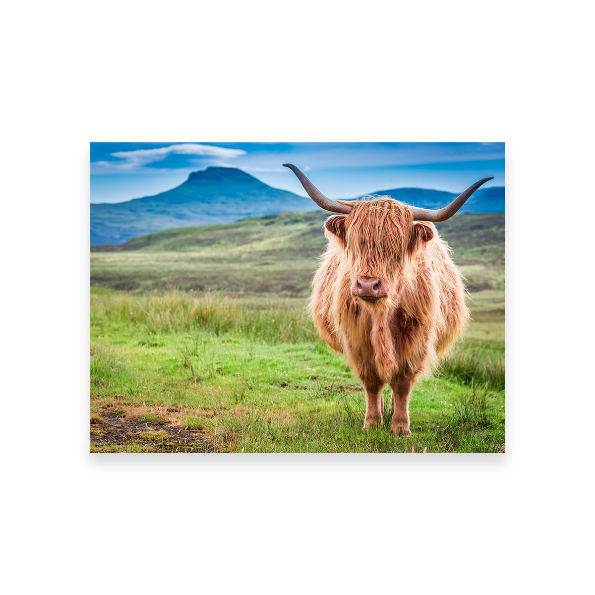 Charming Highland Cow in Isle of Skye Wall Art for Stunning Decor