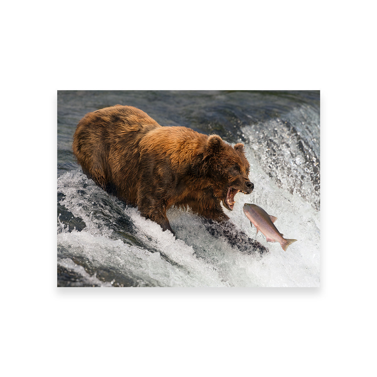 Exquisite Bear Catching Salmon Wall Art for Stunning Home Decor