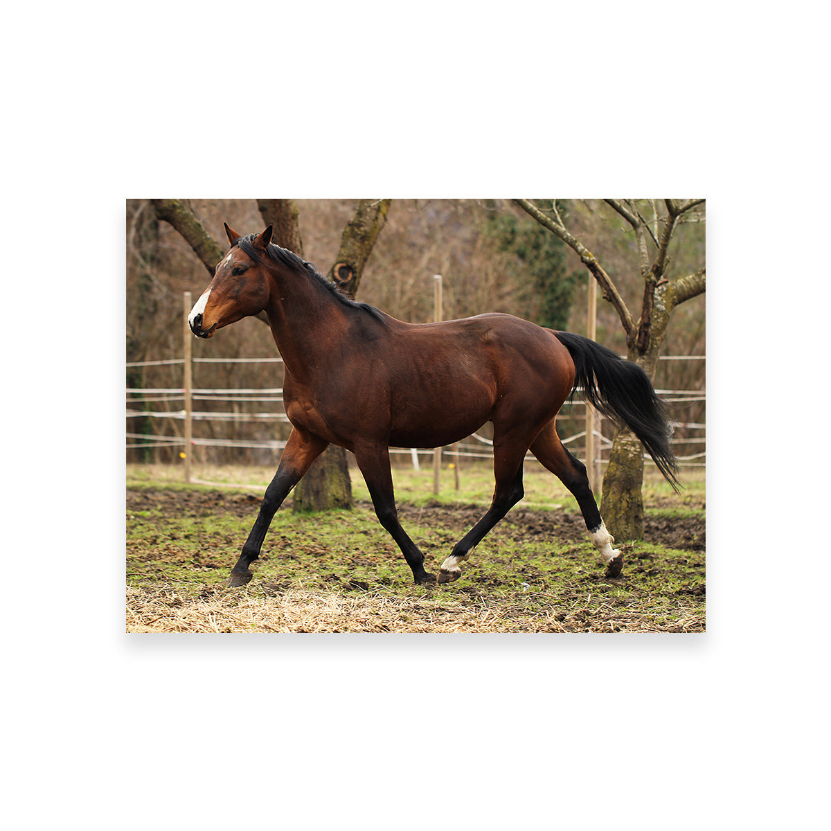 Exquisite American Quarter Horse Stallion Wall Art for Your Home Decor