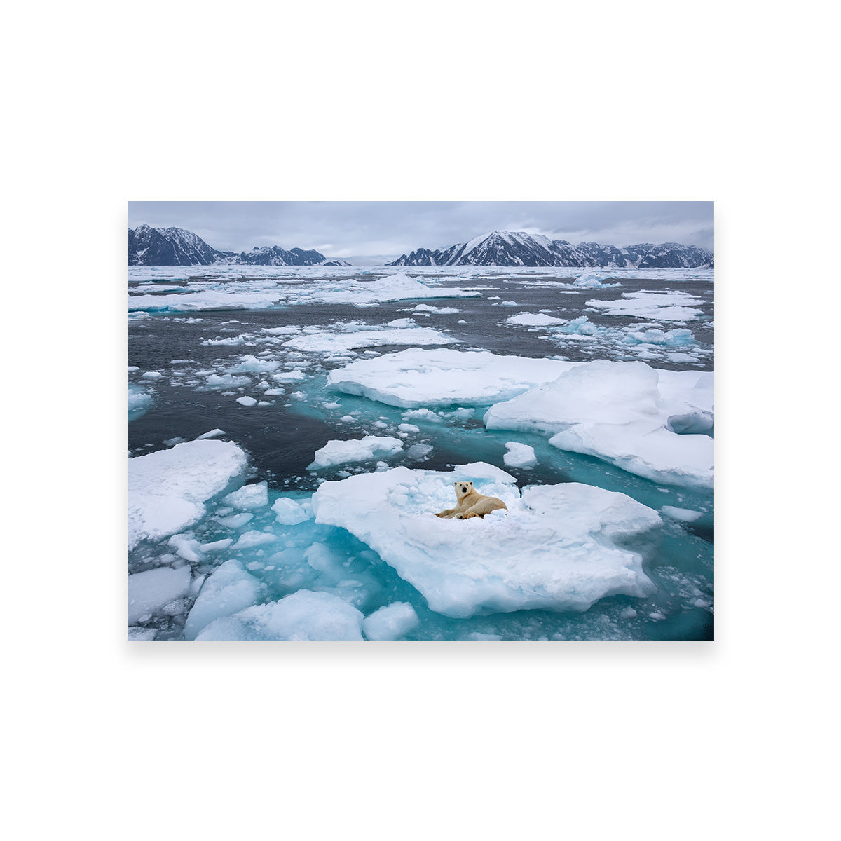 Stunning Polar Bear - Greenland Wall Art for Home Decor