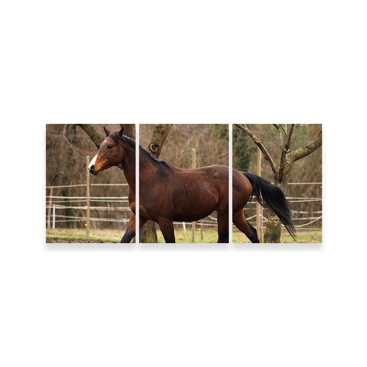 Exquisite American Quarter Horse Stallion Wall Art for Your Home Decor