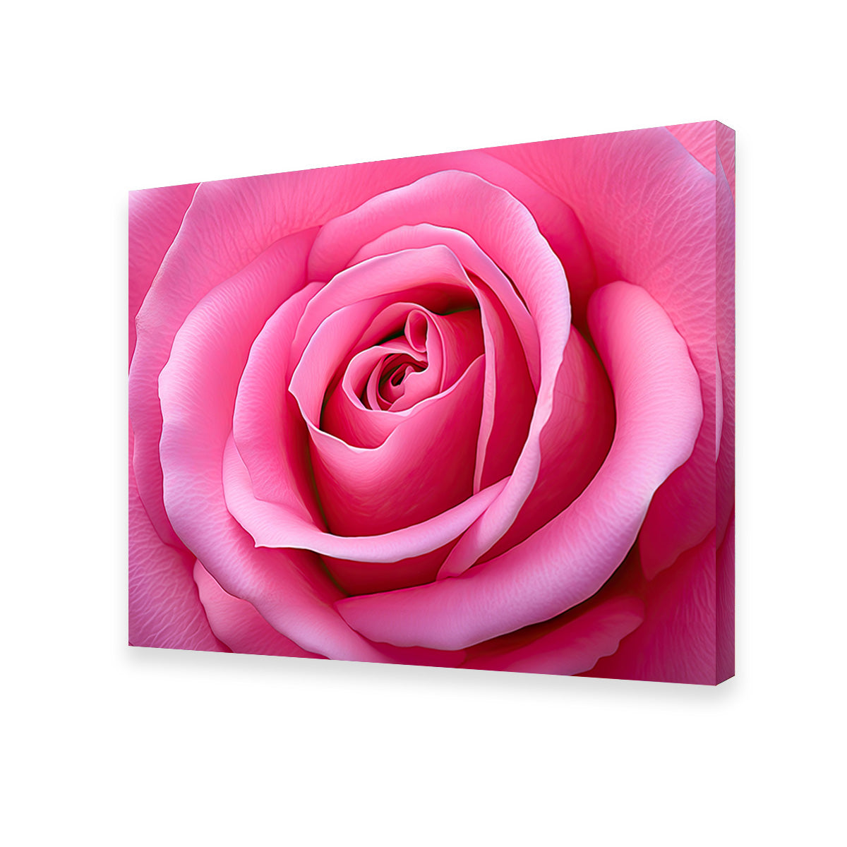 Gorgeous Pink Rose Canvas Print