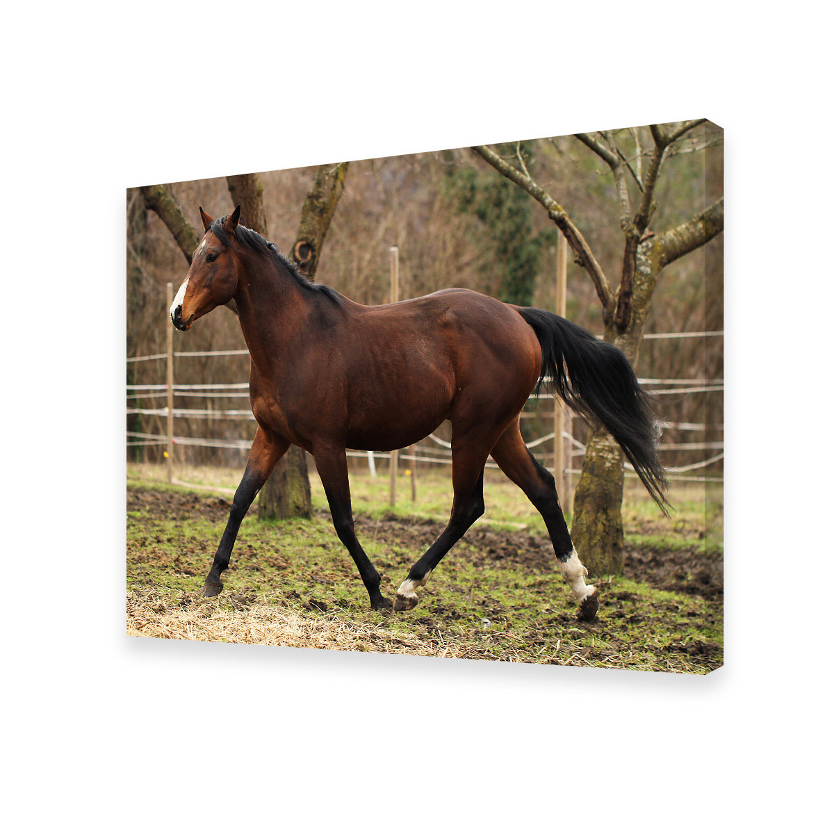 Exquisite American Quarter Horse Stallion Wall Art for Your Home Decor