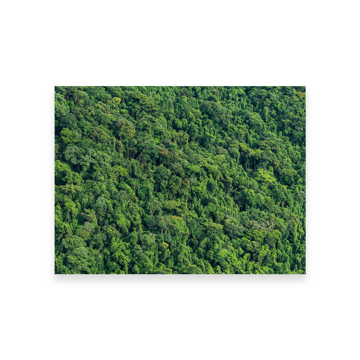 Stunning Atlantic Forest Wall Art by Sofia Leite Fonseca