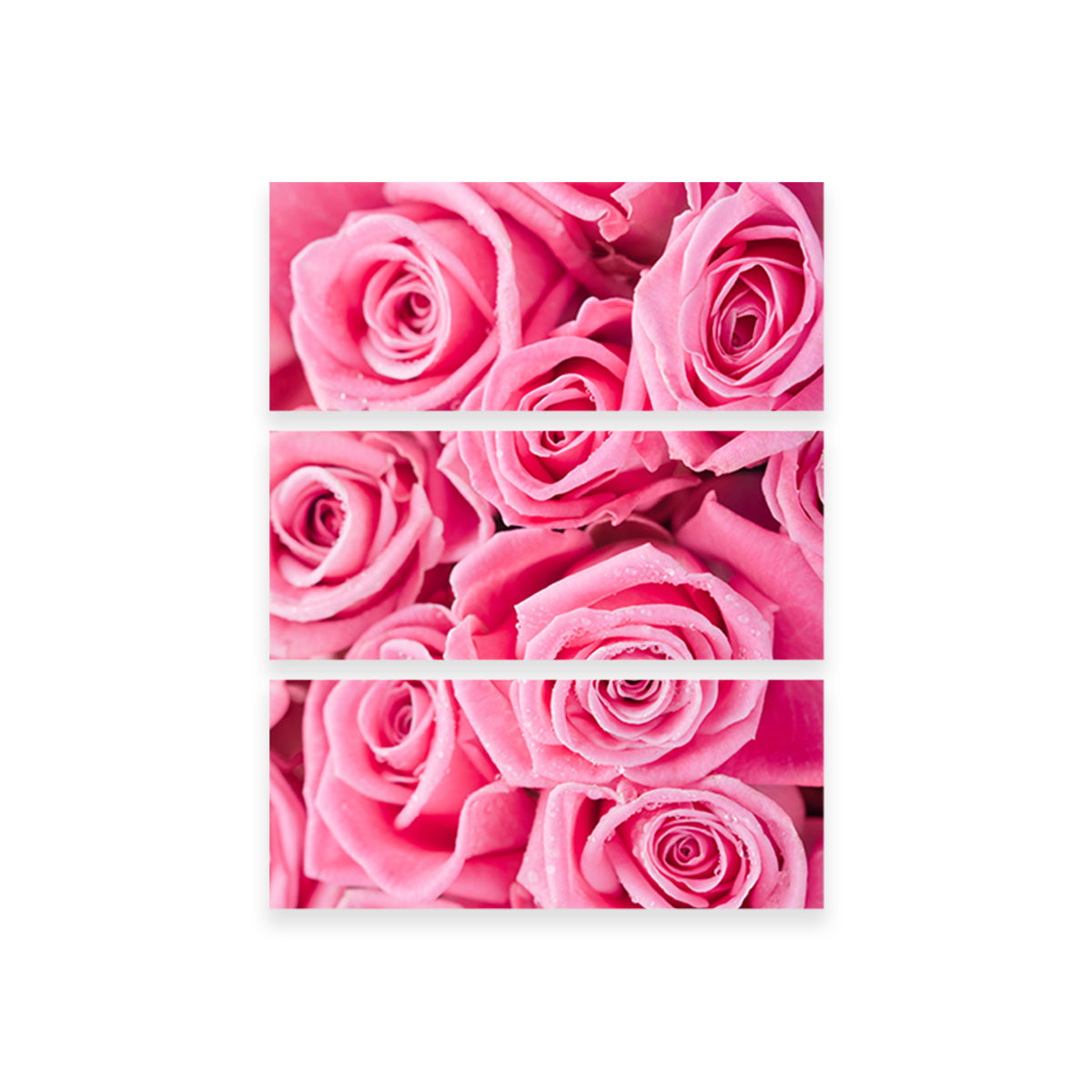 Exquisite Batch of Vibrant Pink Roses