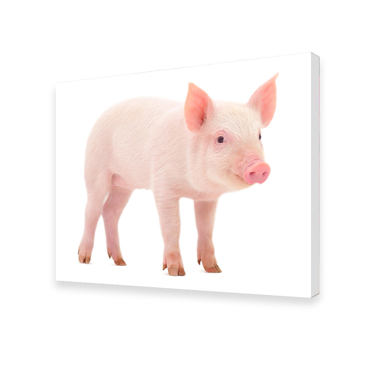 Adorable Baby Pig Canvas Print