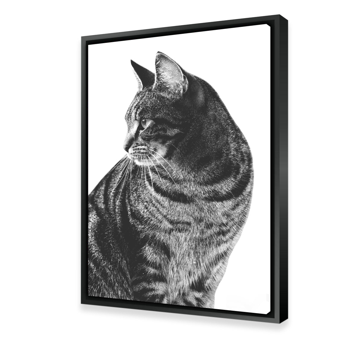 Stunning Cat Glance Wall Art by Lawisi